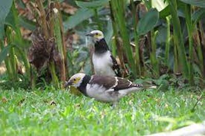 black collared starling